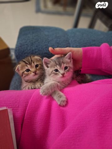 תמונת מודעה - חיות מחמד