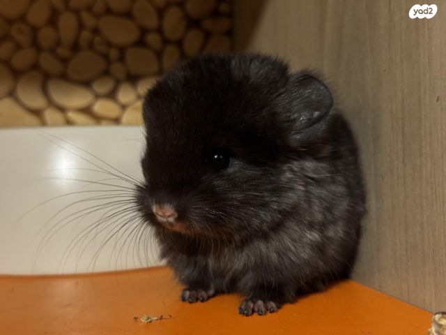 תמונת מודעה - חיות מחמד