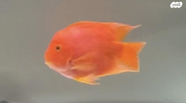 תמונת מודעה - חיות מחמד