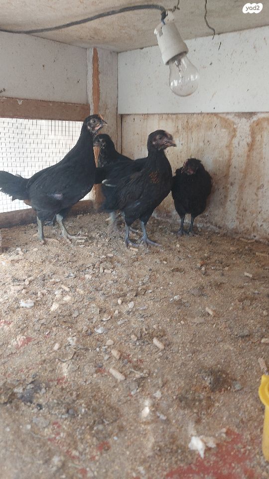 תמונת מודעה - חיות מחמד