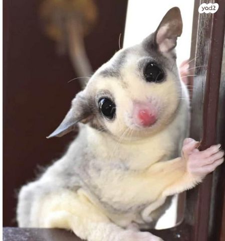 תמונת מודעה - חיות מחמד