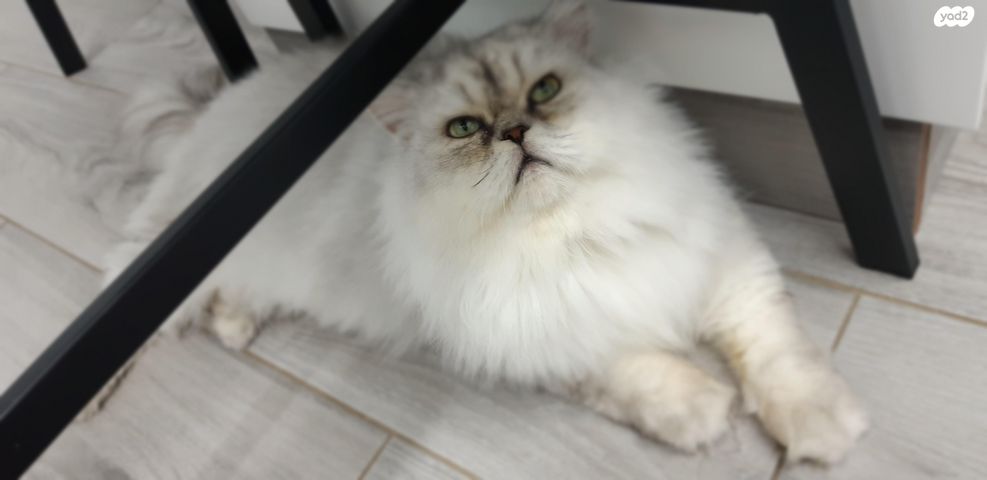 תמונת מודעה - חיות מחמד