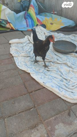 תמונת מודעה - חיות מחמד