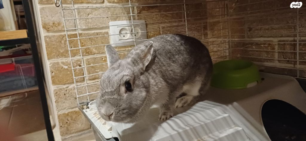 תמונת מודעה - חיות מחמד