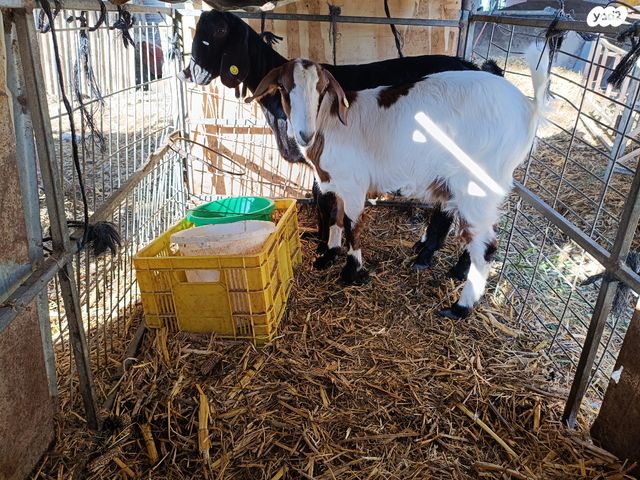 תמונת מודעה - חיות מחמד