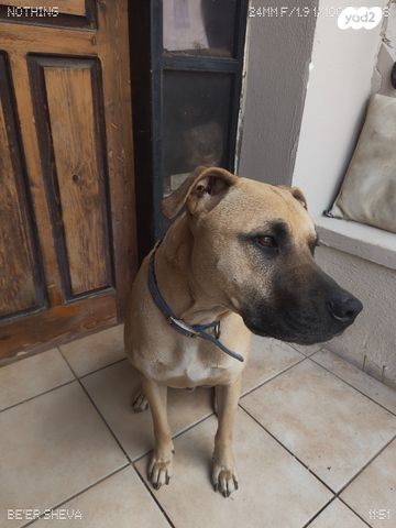 תמונת מודעה - חיות מחמד