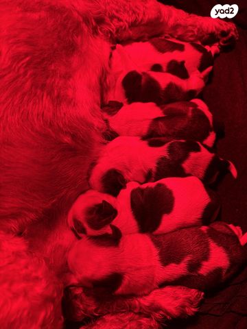 תמונת מודעה - חיות מחמד