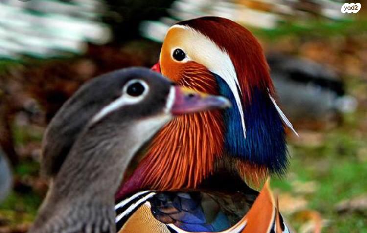 תמונת מודעה - חיות מחמד