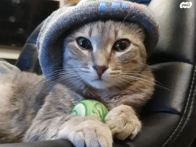 תמונת מודעה - חיות מחמד