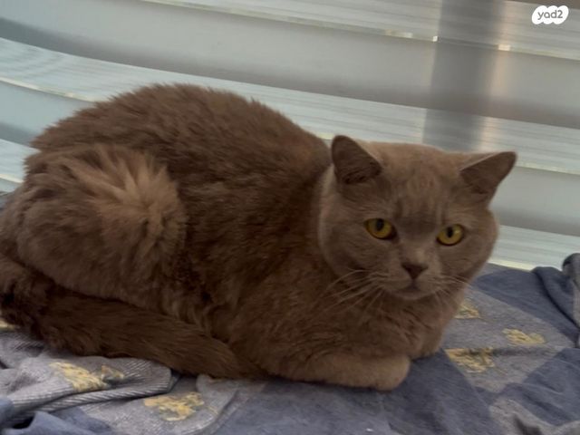 תמונת מודעה - חיות מחמד