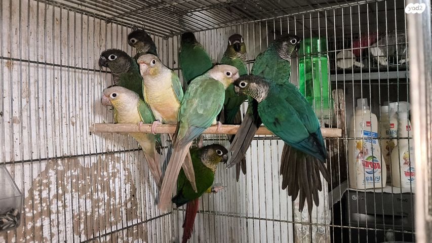 תמונת מודעה - חיות מחמד