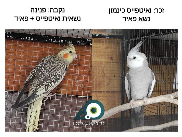 תמונת מודעה - חיות מחמד