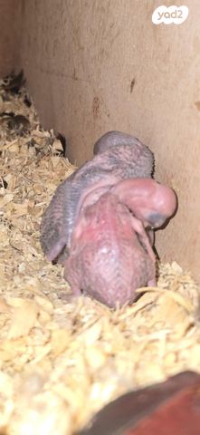 תמונת מודעה - חיות מחמד