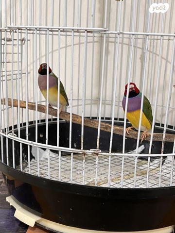 תמונת מודעה - חיות מחמד