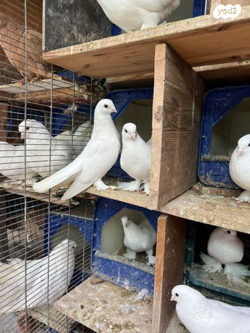 תמונת מודעה - חיות מחמד