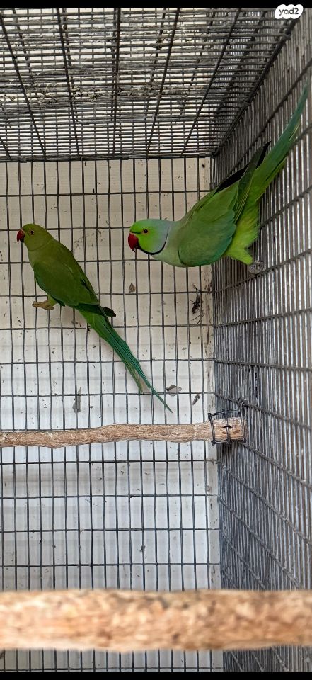 תמונת מודעה - חיות מחמד