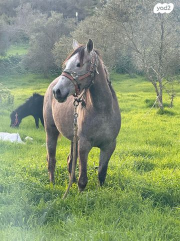 תמונת מודעה - חיות מחמד
