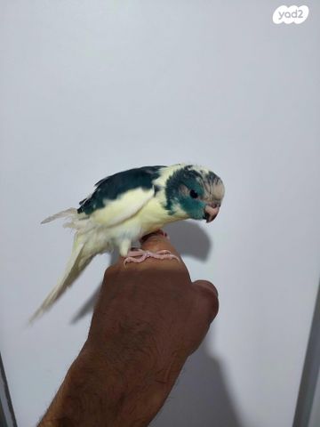 תמונת מודעה - חיות מחמד