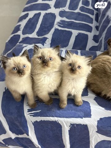 תמונת מודעה - חיות מחמד