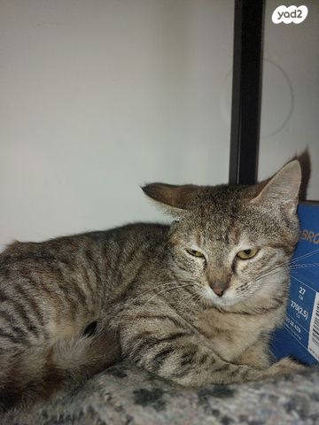 תמונת מודעה - חיות מחמד