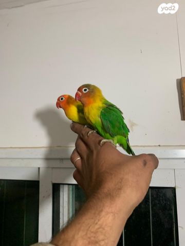 תמונת מודעה - חיות מחמד