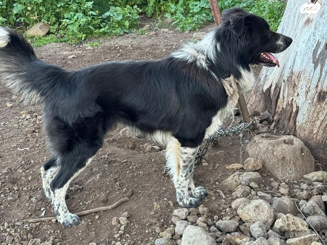 תמונת מודעה - חיות מחמד