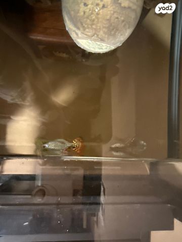 תמונת מודעה - חיות מחמד