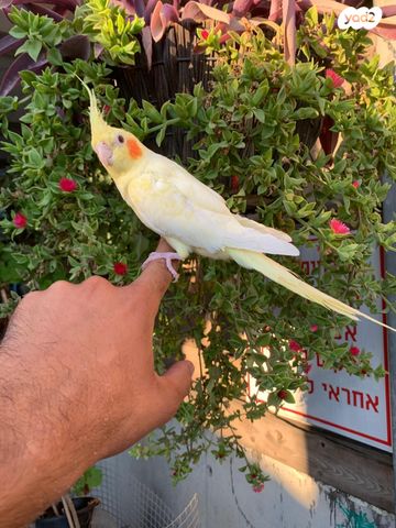 תמונת מודעה - חיות מחמד