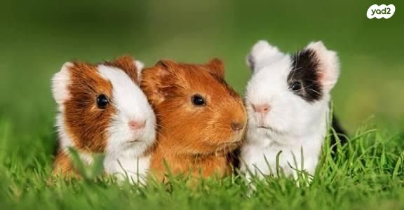 תמונת מודעה - חיות מחמד