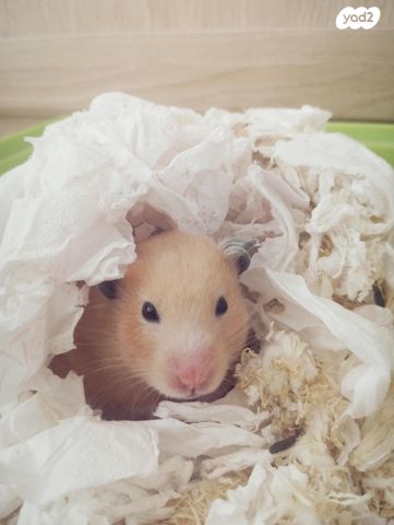 תמונת מודעה - חיות מחמד