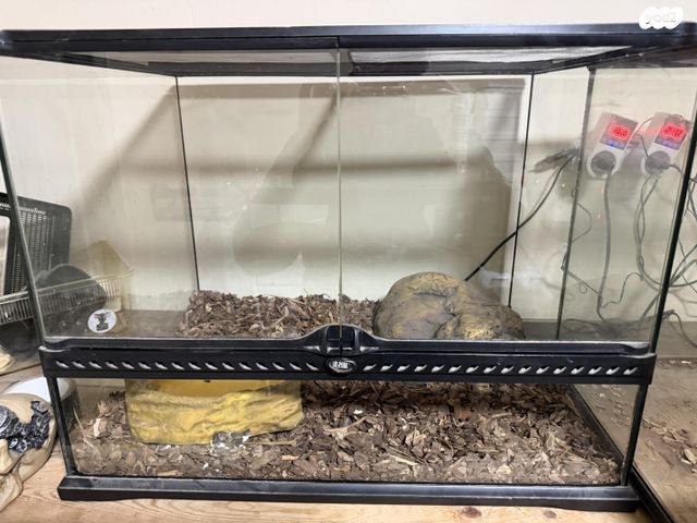 תמונת מודעה - חיות מחמד