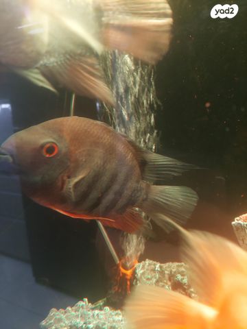 תמונת מודעה - חיות מחמד