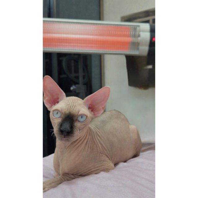 תמונת מודעה - חיות מחמד