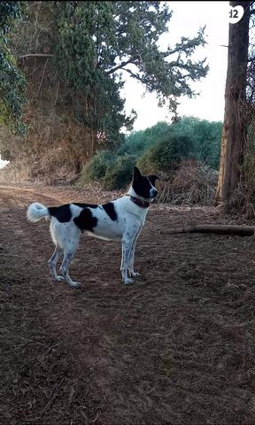 תמונת מודעה - חיות מחמד