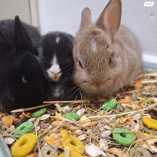 תמונת מודעה - חיות מחמד