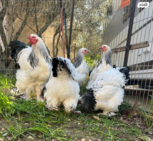 תמונת מודעה - חיות מחמד