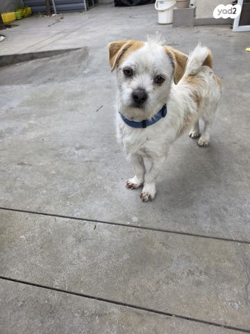 תמונת מודעה - חיות מחמד