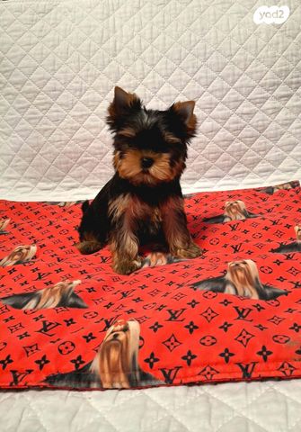 תמונת מודעה - חיות מחמד