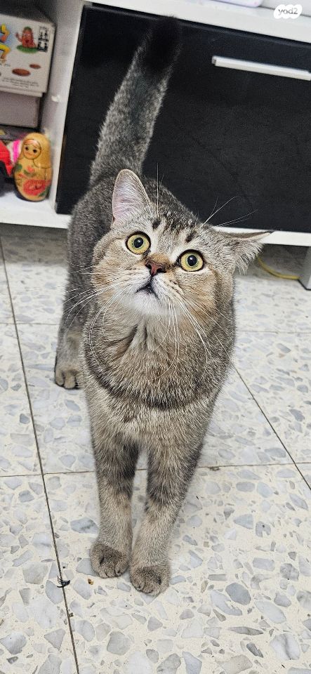 תמונת מודעה - חיות מחמד