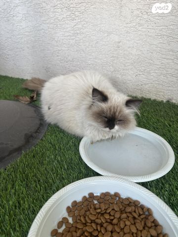 תמונת מודעה - חיות מחמד