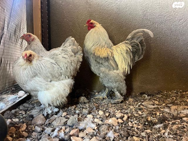 תמונת מודעה - חיות מחמד