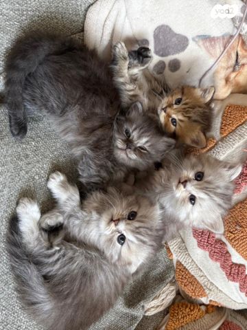 תמונת מודעה - חיות מחמד