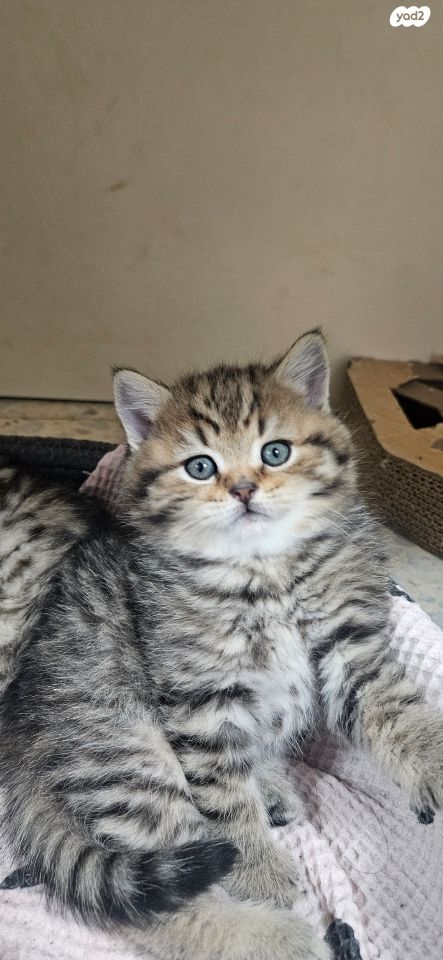 תמונת מודעה - חיות מחמד