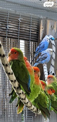 תמונת מודעה - חיות מחמד