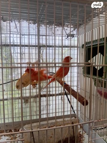 תמונת מודעה - חיות מחמד