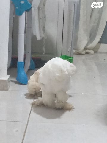 תמונת מודעה - חיות מחמד