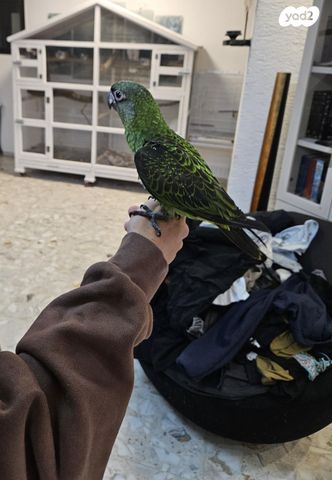 תמונת מודעה - חיות מחמד