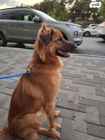 תמונת מודעה - חיות מחמד