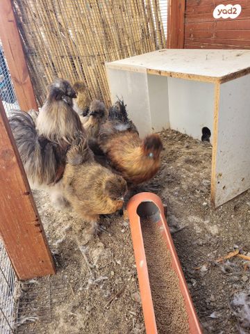 תמונת מודעה - חיות מחמד