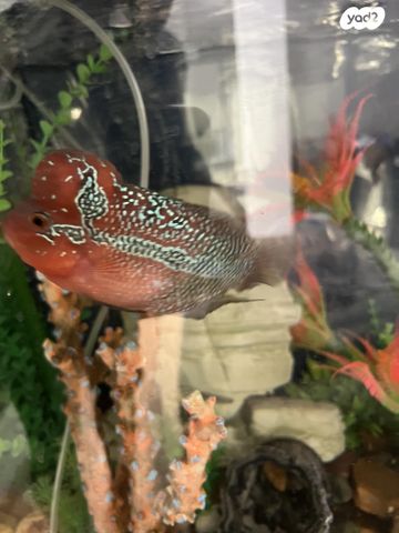 תמונת מודעה - חיות מחמד